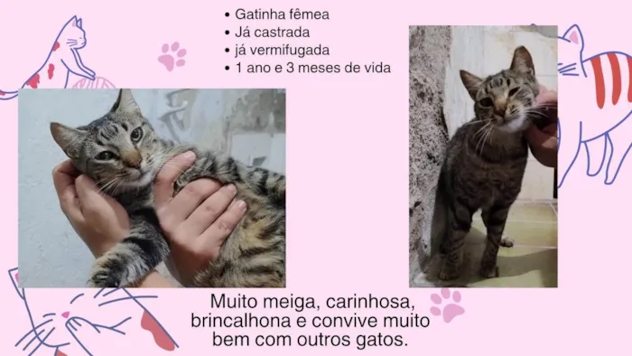 Gato ra a SRD-ViraLata idade 7 a 11 meses nome Família Buscapé