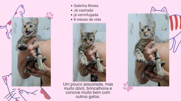 Gato ra a SRD-ViraLata idade 7 a 11 meses nome Família Buscapé