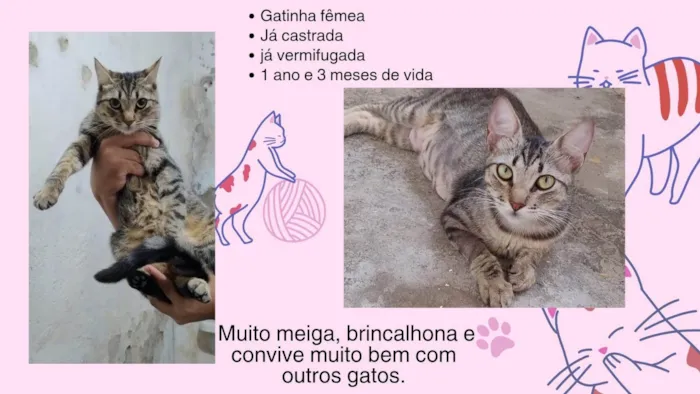 Gato ra a SRD-ViraLata idade 7 a 11 meses nome Família Buscapé
