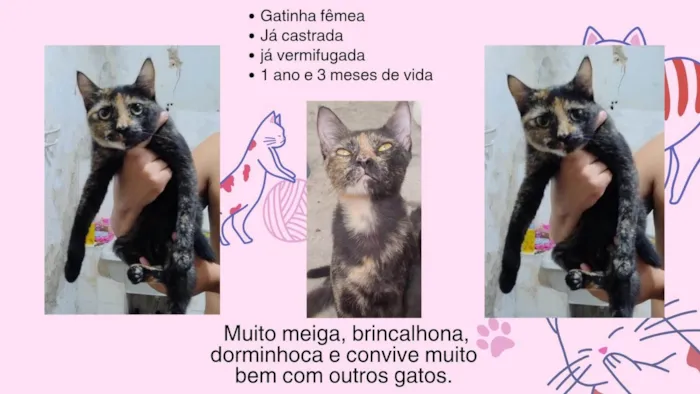 Gato ra a SRD-ViraLata idade 7 a 11 meses nome Família Buscapé