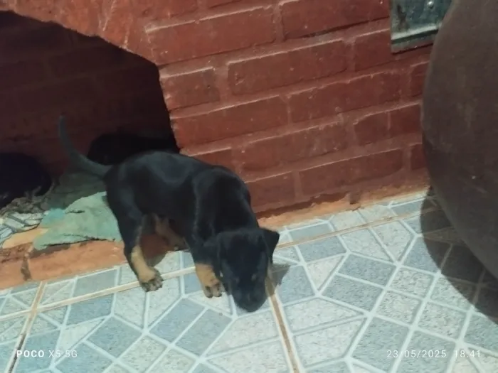 Cachorro ra a Labrador idade Abaixo de 2 meses nome Jaqueline Mendes De Oliveira
