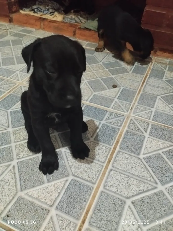 Cachorro ra a Labrador idade Abaixo de 2 meses nome Jaqueline Mendes De Oliveira