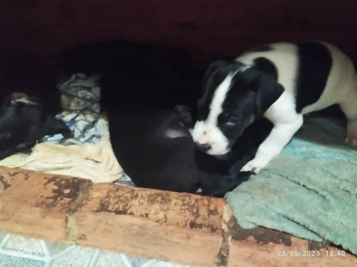 Cachorro ra a Labrador idade Abaixo de 2 meses nome Jaqueline Mendes De Oliveira