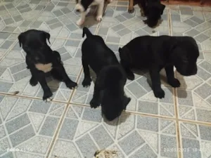 Cachorro raça Labrador idade Abaixo de 2 meses nome Jaqueline Mendes De Oliveira