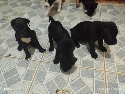 Cachorro raça Labrador idade Abaixo de 2 meses nome Jaqueline Mendes De Oliveira