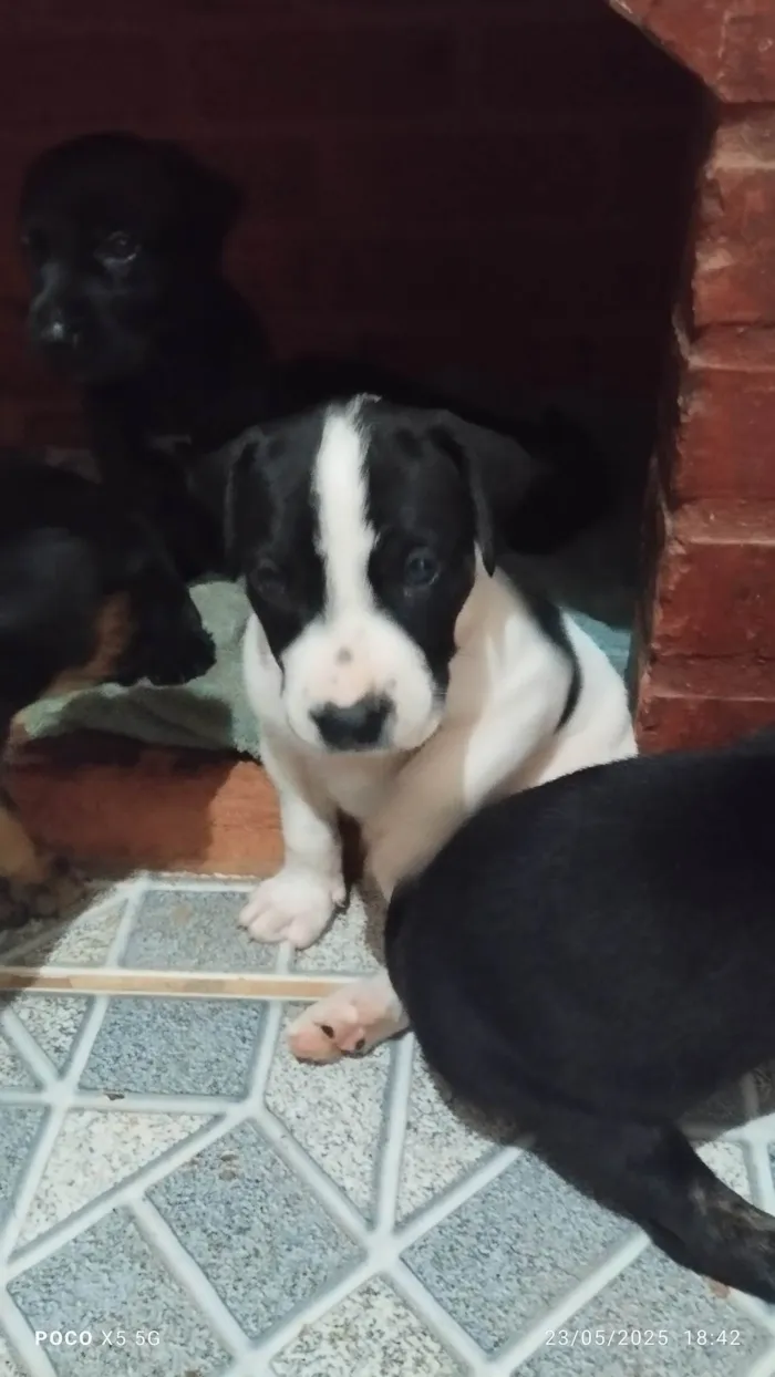 Cachorro ra a Labrador idade Abaixo de 2 meses nome Jaqueline Mendes De Oliveira