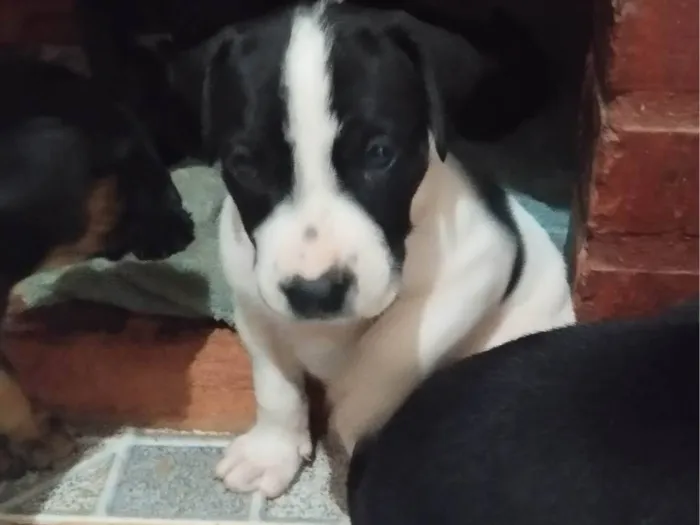 Cachorro ra a Labrador idade Abaixo de 2 meses nome Jaqueline Mendes De Oliveira