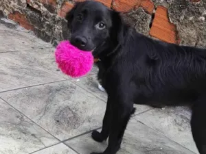 Cachorro raça SRD-ViraLata idade 2 anos nome Neguinha