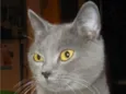 Félix