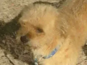 Cachorro raça Shitzu idade 2 a 6 meses nome Tody 