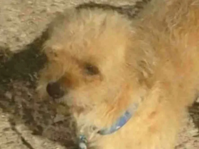 Cachorro ra a Shitzu idade 2 a 6 meses nome Tody 