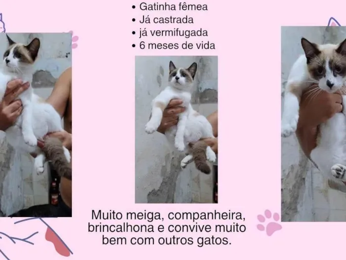 Gato ra a SRD-ViraLata idade 7 a 11 meses nome Família Buscapé