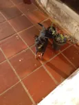 Chamamos de Biscoito