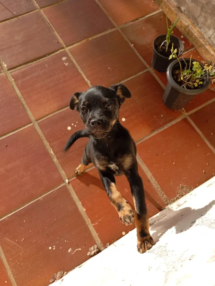 Cachorro ra a SRD-ViraLata idade 2 a 6 meses nome Chamamos de Biscoito 