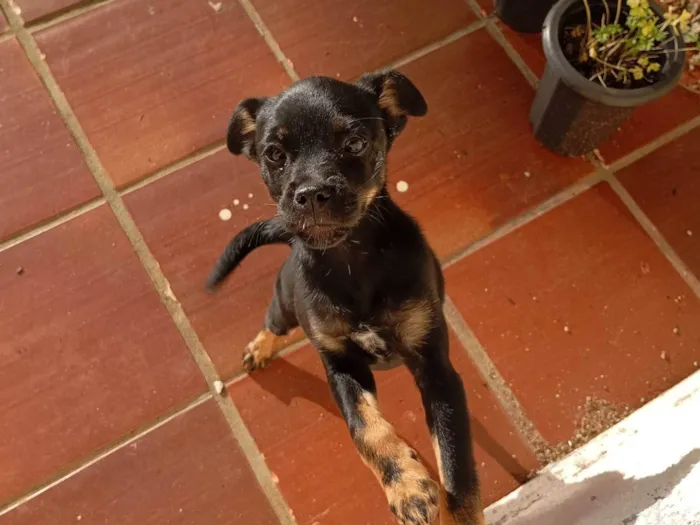 Cachorro ra a SRD-ViraLata idade 2 a 6 meses nome Chamamos de Biscoito 