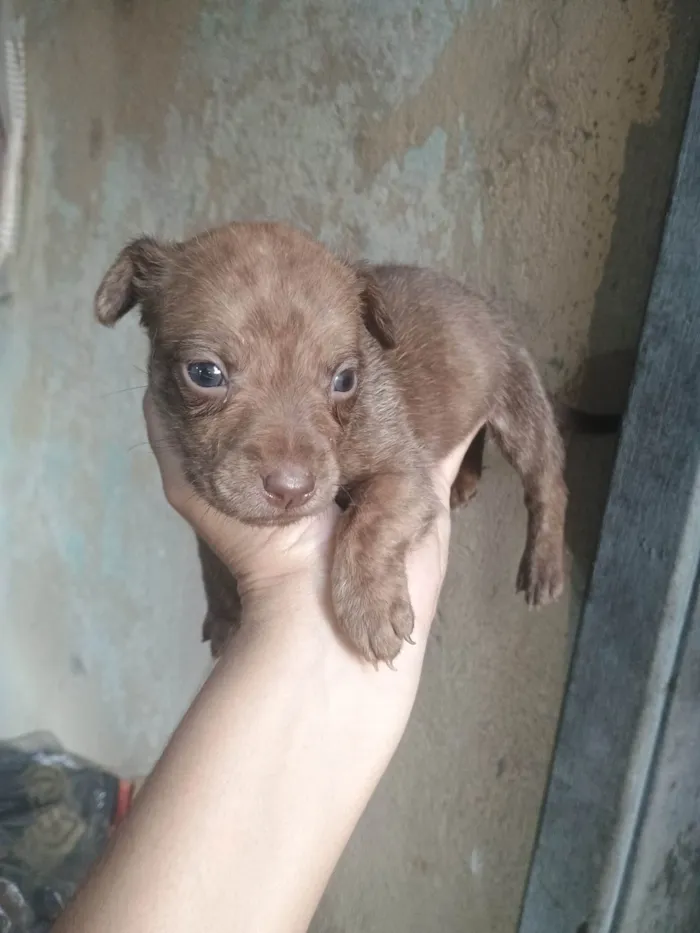 Cachorro ra a SRD-ViraLata idade Abaixo de 2 meses nome Tigresa 