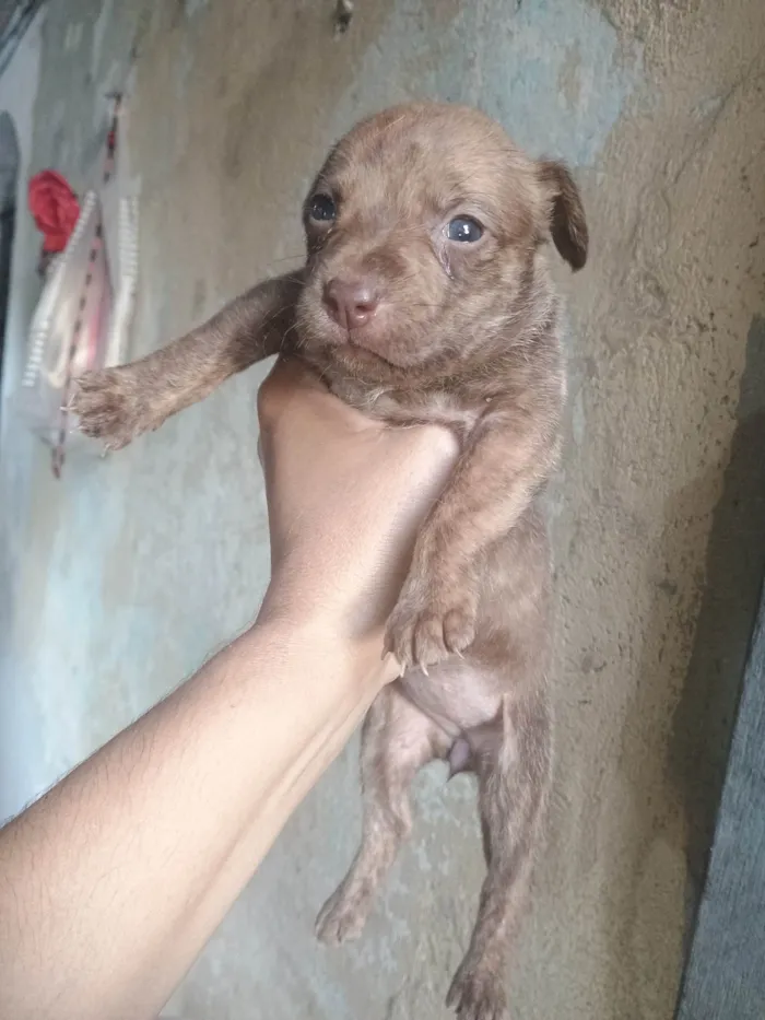 Cachorro ra a SRD-ViraLata idade Abaixo de 2 meses nome Tigresa 