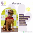 Amora :)