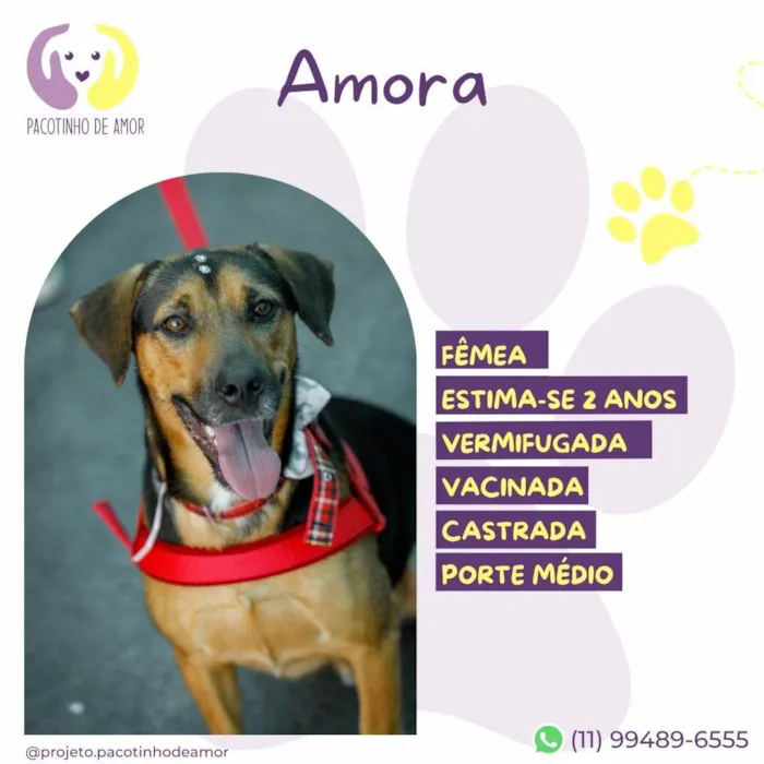 Cachorro ra a SRD-ViraLata idade 2 anos nome Amora :)