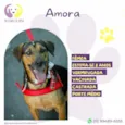 Amora :)