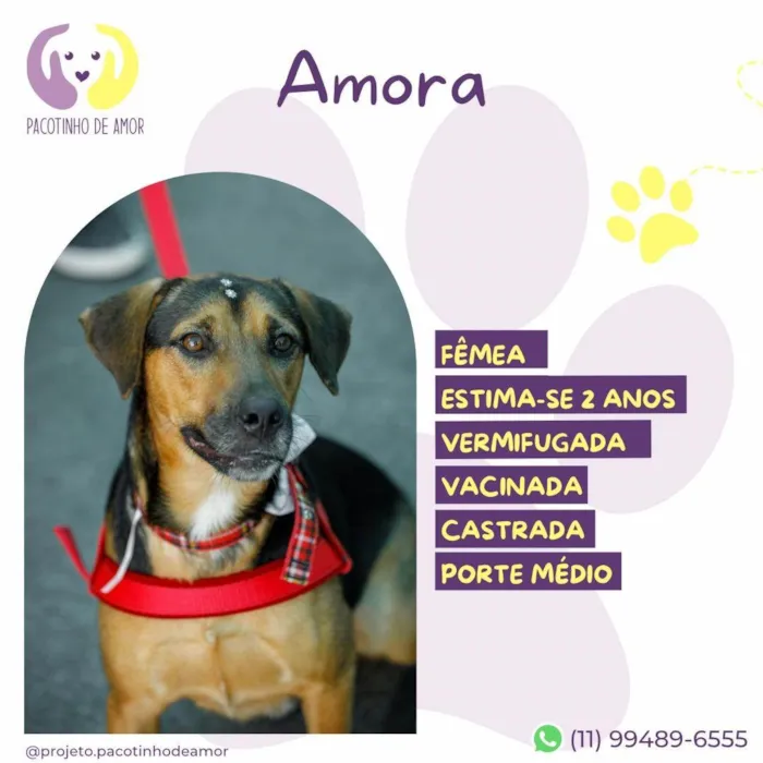 Cachorro ra a SRD-ViraLata idade 2 anos nome Amora :)