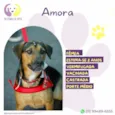 Amora :)