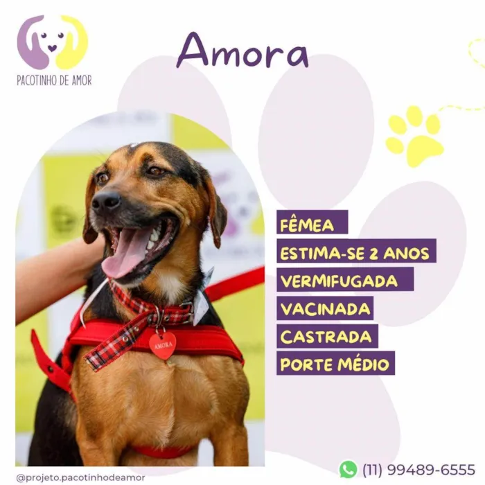 Cachorro ra a SRD-ViraLata idade 2 anos nome Amora :)