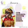 Amora :)