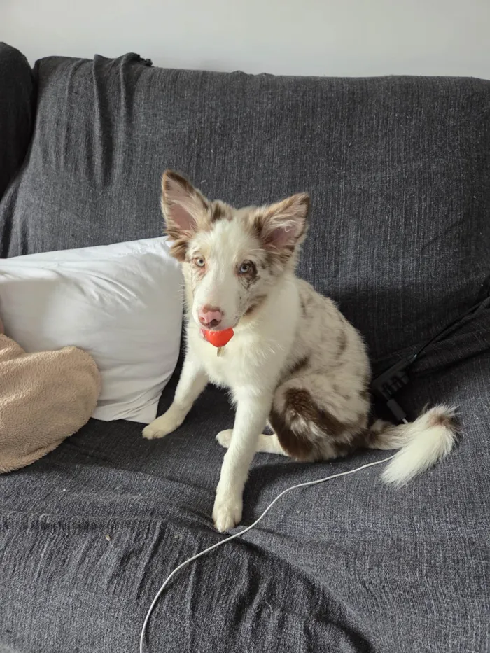 Cachorro ra a SRD-ViraLata idade 2 a 6 meses nome Fêmea Border Collie 5 meses