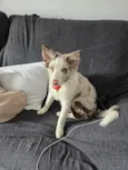 Fêmea Border Collie 5 meses