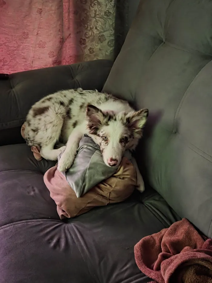 Cachorro ra a SRD-ViraLata idade 2 a 6 meses nome Fêmea Border Collie 5 meses