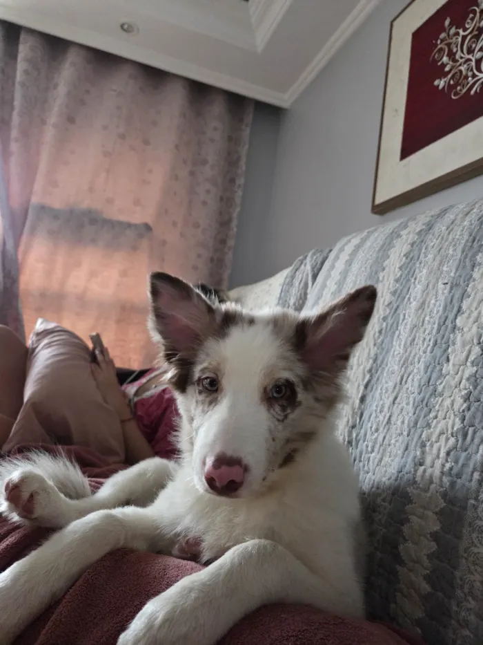 Cachorro ra a SRD-ViraLata idade 2 a 6 meses nome Fêmea Border Collie 5 meses