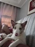 Fêmea Border Collie 5 meses