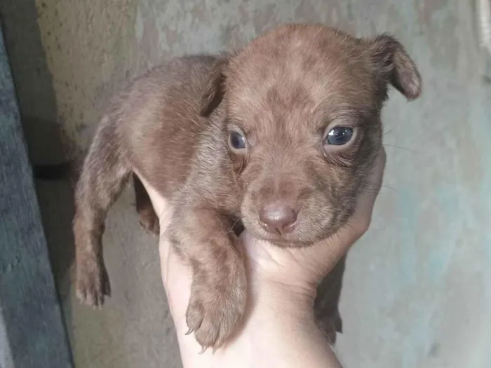 Cachorro ra a SRD-ViraLata idade Abaixo de 2 meses nome Tigresa 