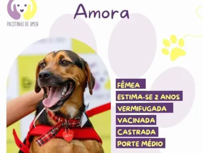 Cachorro raça SRD-ViraLata idade 2 anos nome Amora :)