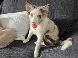 Cachorro raça SRD-ViraLata idade 2 a 6 meses nome Fêmea Border Collie 5 meses