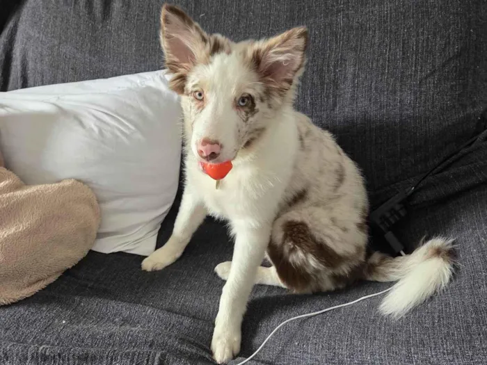 Cachorro ra a SRD-ViraLata idade 2 a 6 meses nome Fêmea Border Collie 5 meses