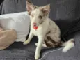 Fêmea Border Collie 5 meses