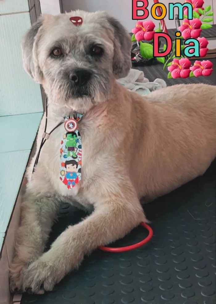 Cachorro ra a SRD-ViraLata idade 3 anos nome Ludovico 