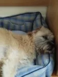 Ludovico