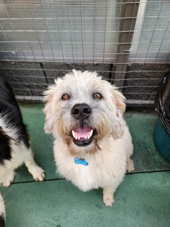 Cachorro ra a SRD-ViraLata idade 3 anos nome Ludovico 