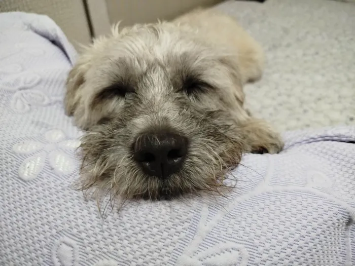Cachorro ra a SRD-ViraLata idade 3 anos nome Ludovico 