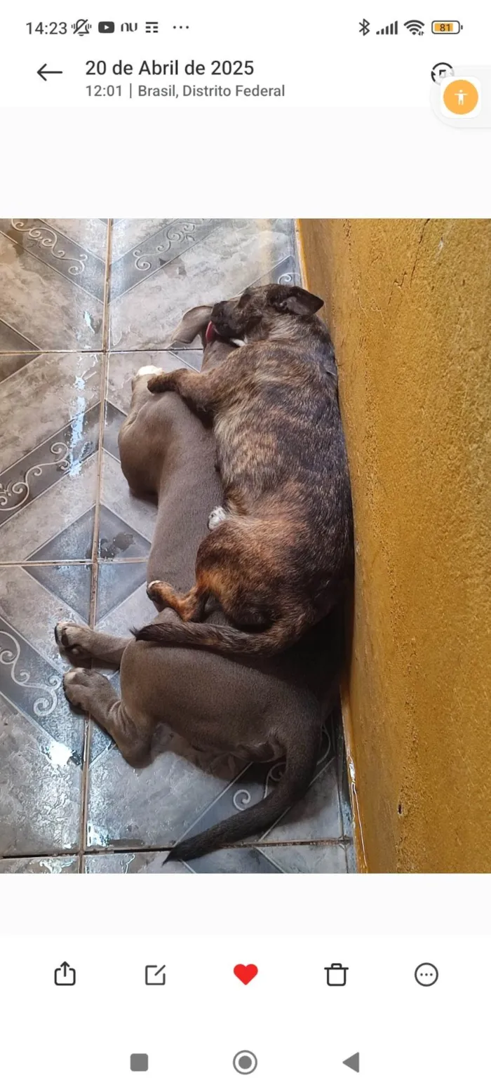 Cachorro ra a SRD-ViraLata idade 2 anos nome SANDERSON PEREIRA DA SILVA