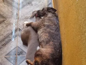 Cachorro raça SRD-ViraLata idade 2 anos nome SANDERSON PEREIRA DA SILVA