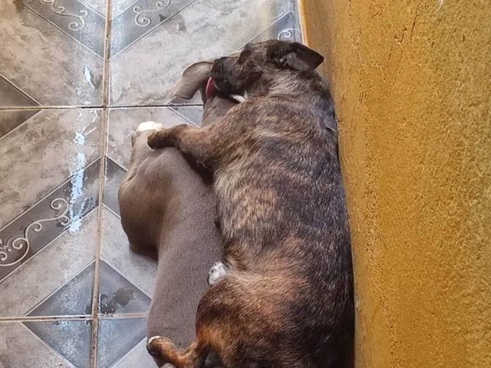 Cachorro ra a SRD-ViraLata idade 2 anos nome SANDERSON PEREIRA DA SILVA