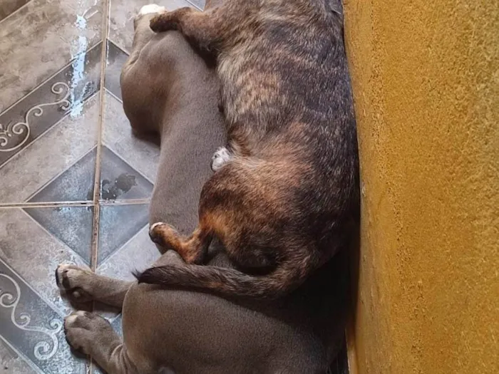 Cachorro ra a SRD-ViraLata idade 2 anos nome SANDERSON PEREIRA DA SILVA