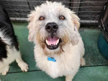 Cachorro raça SRD-ViraLata idade 3 anos nome Ludovico 