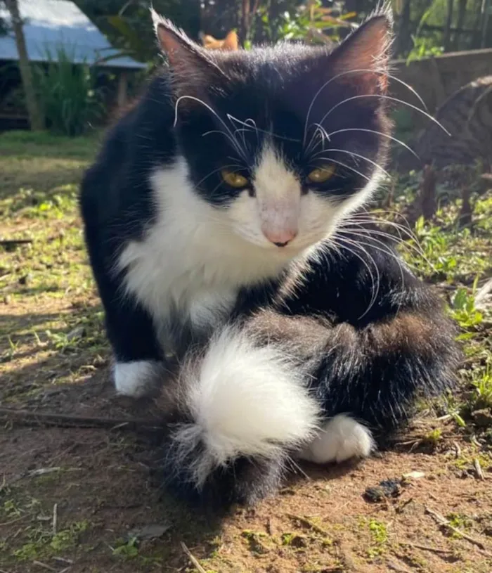 Gato ra a SRD-ViraLata idade 7 a 11 meses nome Gatos