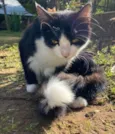 Gatos