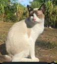 Gatos
